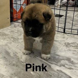 Akita Puppies from 239 Sunshine Akitas