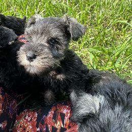 Boxer and Miniature Schnauzer Puppies from Cindy Williams
