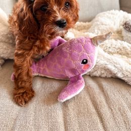 Green Chili - Red female Cavapoo puppy in Tolleson, Arizona from Pixie Dust Cavaliers