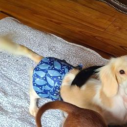 Napoleon - Dachshund