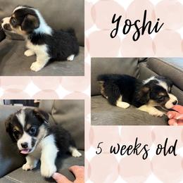 Yoshi - Black and tan female Pembroke Welsh Corgi puppy in Dickinson, Texas from Careaga Farms