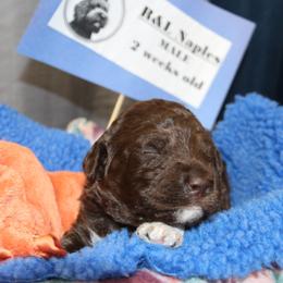Lagotto Romagnolo Puppies from Royal and Loyal Lagotto Romagnolo