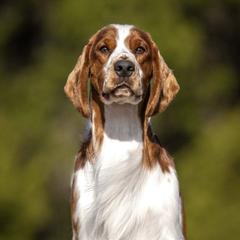 NORTON - Welsh Springer Spaniel
