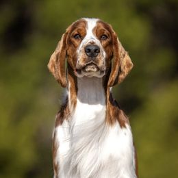 NORTON - Welsh Springer Spaniel