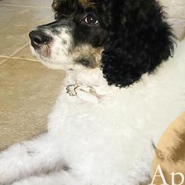 Goldendoodles from Apricot Poodles & Goldendoodles, LLC