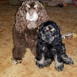 Cocker Spaniel Puppies from Cocker Paradise