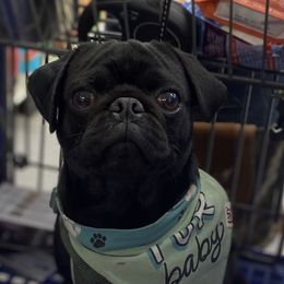 TBD - Pug