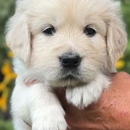Golden Retrievers from Liberty English Cream Golden Retrievers