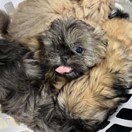 Shih Tzu Puppies from Lavender Lane Tzus