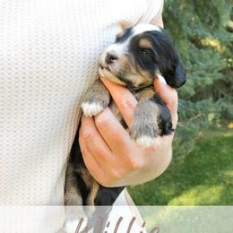 Willie - Tri-color male Bernedoodle puppy in Idaho Falls, Idaho from Idahome Doodle