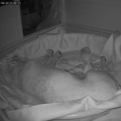 Dogo Argentino Puppies from Fates Legacy Kennels