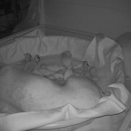 Dogo Argentino Puppies from Fates Legacy Kennels