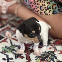 Side -tail spot - White black and tan male Toy Fox Terrier puppy in Wayne, Oklahoma from FritzFox Toy Fox Terriers