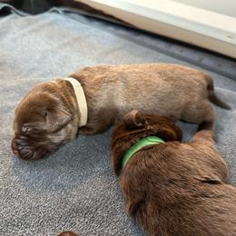 Grey Boy - Chocolate male Labrador Retriever puppy in Rock Hill, South Carolina from North Star Retrievers