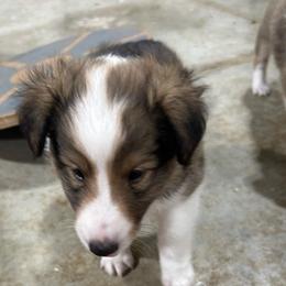 Orange - White and sable male Shetland Sheepdog puppy in Fontanelle, Iowa from Jensen Farms Shelties