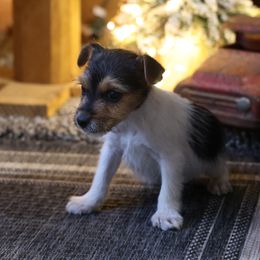 Mitchell - Tri-color male Jack Russell Terrier puppy in West Bend, Iowa from Blue Skies Terriers