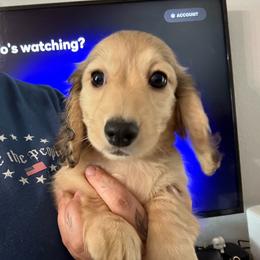 Shaded cream Female - Cream female Dachshund puppy in Cutler Bay, Florida from Dadecounty’s Dachshunds