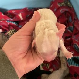 Girl 1 - Cream female Havapoo puppy in Tropic, Utah from Lady Paws-Kara