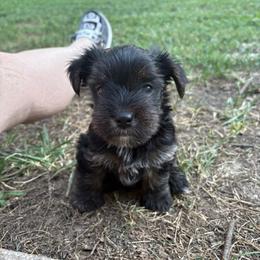 Jimmy - Black and tan male Yorkshire Terrier puppy in Lamar, Missouri from RJ’S Classy Yorkies
