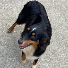 Candy - Toy Australian Shepherd
