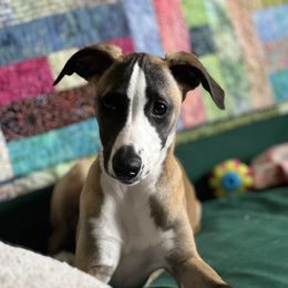 Sugarloaf - Red female Whippet puppy in North New Portland, Maine from Aiukli Whippets