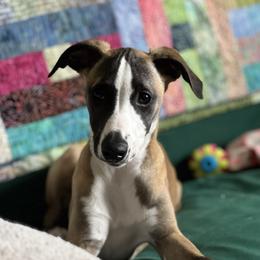 Sugarloaf - Red female Whippet puppy in North New Portland, Maine from Aiukli Whippets