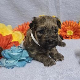 Light Sable Boy - Fawn sable male Havanese puppy in Vinita, Oklahoma from Locust Creek Shih Tzu & Havanese