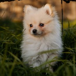 Pomeranians from Photo Perfect Poms