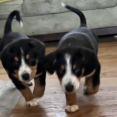 Entlebucher Mountain Dog Puppies from Ironclad