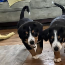 Entlebucher Mountain Dog Puppies from Ironclad