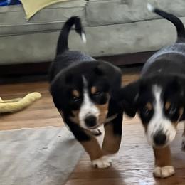 Entlebucher Mountain Dog Puppies from Ironclad