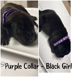 Purple Collar - Black female Cane Corso puppy in Laplace, Louisiana from BFM Cane Corso’s