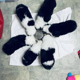 Old English Sheepdog Puppies from Bumblebears Old English Sheepdogs