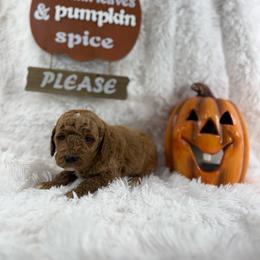Hank - Apricot male Goldendoodle puppy in Statesville, North Carolina from Ashley's Doodles