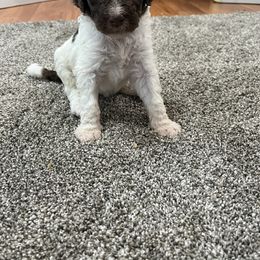 Aussiedoodle and Poodle Puppies from Covington Acres