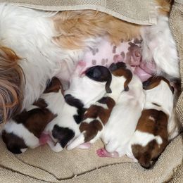 Shih Tzu Puppies from Furever Hometown Shih Tzu