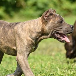 Cane Corso Puppies from Willow Creek Cane Corsos
