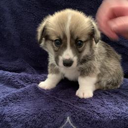Pembroke Welsh Corgi Puppies from Kenyon Pembroke Welsh Corgis