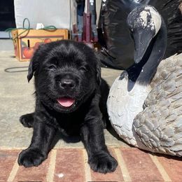 Boy George - Black male Labrador Retriever puppy in Maynardville, Tennessee from Three Bears Labradors