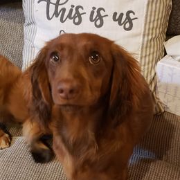Gabi - Dachshund