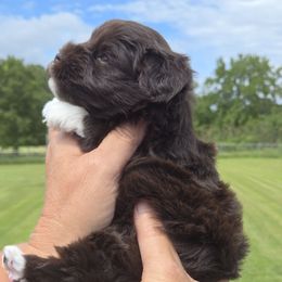 Tip Tucci - Liver female Miniature Schnauzer puppy in Hertford, North Carolina from Little Bug Schnauzers