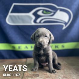Yeats - Charcoal male Dilute Retriever puppy in Puyallup, Washington from 12 Door Farm Labradors