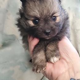 Girl 5 - Orange sable female Pomeranian puppy in Tulsa County, Oklahoma from CP Kennels