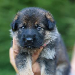 Pink collar - Sable female German Shepherd puppy in Prospect, Connecticut from Di Massimo Canile