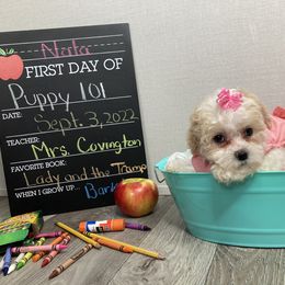 Maltipoo Puppies from Alexia