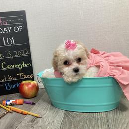 Maltipoo Puppies from Alexia