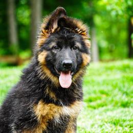 Hot pink collar - Black and red female German Shepherd puppy in Howell, Michigan from Sheyenne’s Shepherds