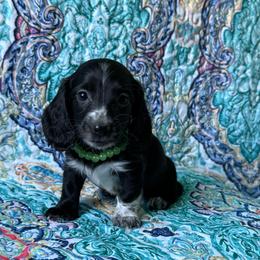 Theo - Black male Dachshund puppy in Lincoln, Arkansas from Red Dirt Dachshunds