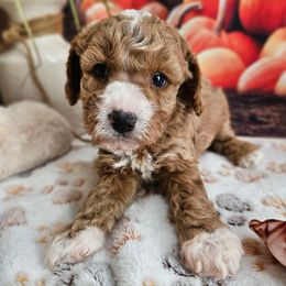 Eddy - Red male Cavapoo puppy in Lebanon, Missouri from Perkins Pups