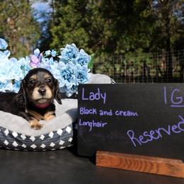 Lady (Pink collar) - Black and cream female Dachshund puppy in Prospect, Oregon from Spunky Sausage Pups